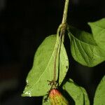 Chomelia tenuiflora Fruit