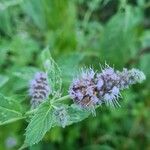 Mentha longifolia Flower