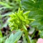 Ranunculus muricatus Fruit