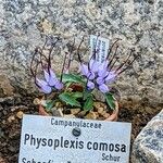 Physoplexis comosa Flor