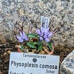 Physoplexis comosa 花