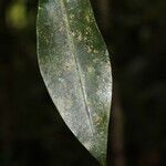 Xylopia richardii Leaf