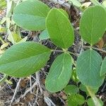 Canavalia rosea Leaf