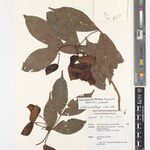 Normandiodendron bequaertii Sonstige