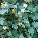 Physocarpus capitatusഇല