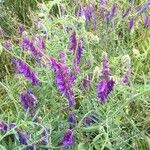 Vicia cracca Blomma