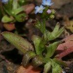 Myosotis sicula Συνήθη χαρακτηριστικά