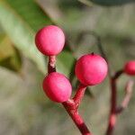 Pistacia chinensis Fruit