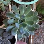 Echeveria minima List