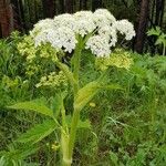 Heracleum lanatumফুল