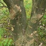 Cornus kousa Bark