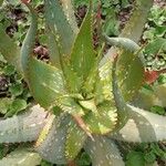 Aloe microstigmaList