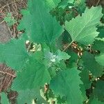 Chenopodium quinoa Leaf