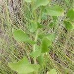 Heterotheca subaxillaris Bark