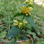 Lamium galeobdolon Blüte