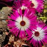 Dorotheanthus bellidiformis Flower