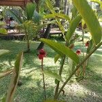 Etlingera hemisphaerica Çiçek