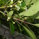 Ilex costaricensis موطن