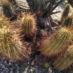 Echinocereus engelmannii Liść