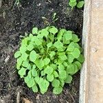 Claytonia rubra Blatt