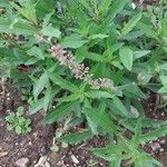Agastache mexicana Blomst