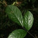 Poecilanthe hostmannii Leaf