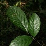 Poecilanthe hostmannii Hoja