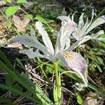 Iris chrysophylla Flor