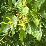 Acer carpinifolium Blad