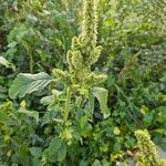 Amaranthus retroflexus Blad