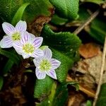Claytonia caroliniana Floro