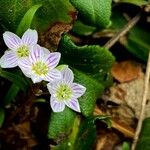 Claytonia caroliniana 花