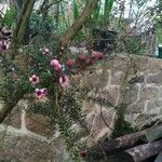 Leptospermum scoparium Leaf