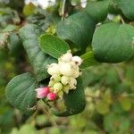 Symphoricarpos albusKwiat