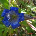 Gentiana calycosa 花