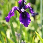 Iris chrysographes Flor