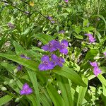 TradescantiaFlower