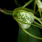 Brassia caudata Λουλούδι