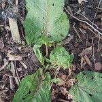 Rumex × acutus Leaf