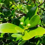 Canella winterana Fruit