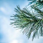 Pinus coulteri Hoja