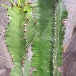 Euphorbia abyssinica Corteza