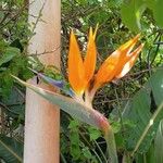 Strelitzia reginaeÇiçek