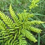 Dryopteris carthusianaLeaf