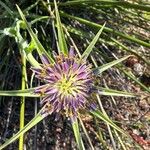 Tragopogon angustifolius 花