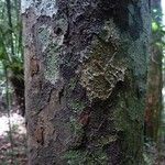 Melicoccus pedicellaris Bark