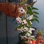Dendrobium nobile Λουλούδι