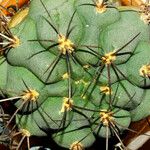Gymnocalycium pflanzii Hoja