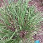 Molinia caerulea Blad