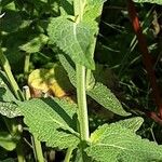 Salvia nemorosa Leaf